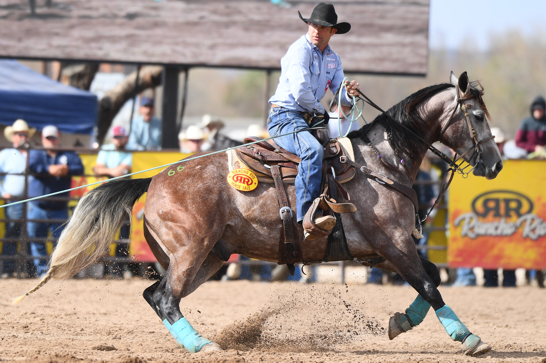 Gunpowder Shine in the sale ring at the 2022 Horse Sale at Rancho Rio
