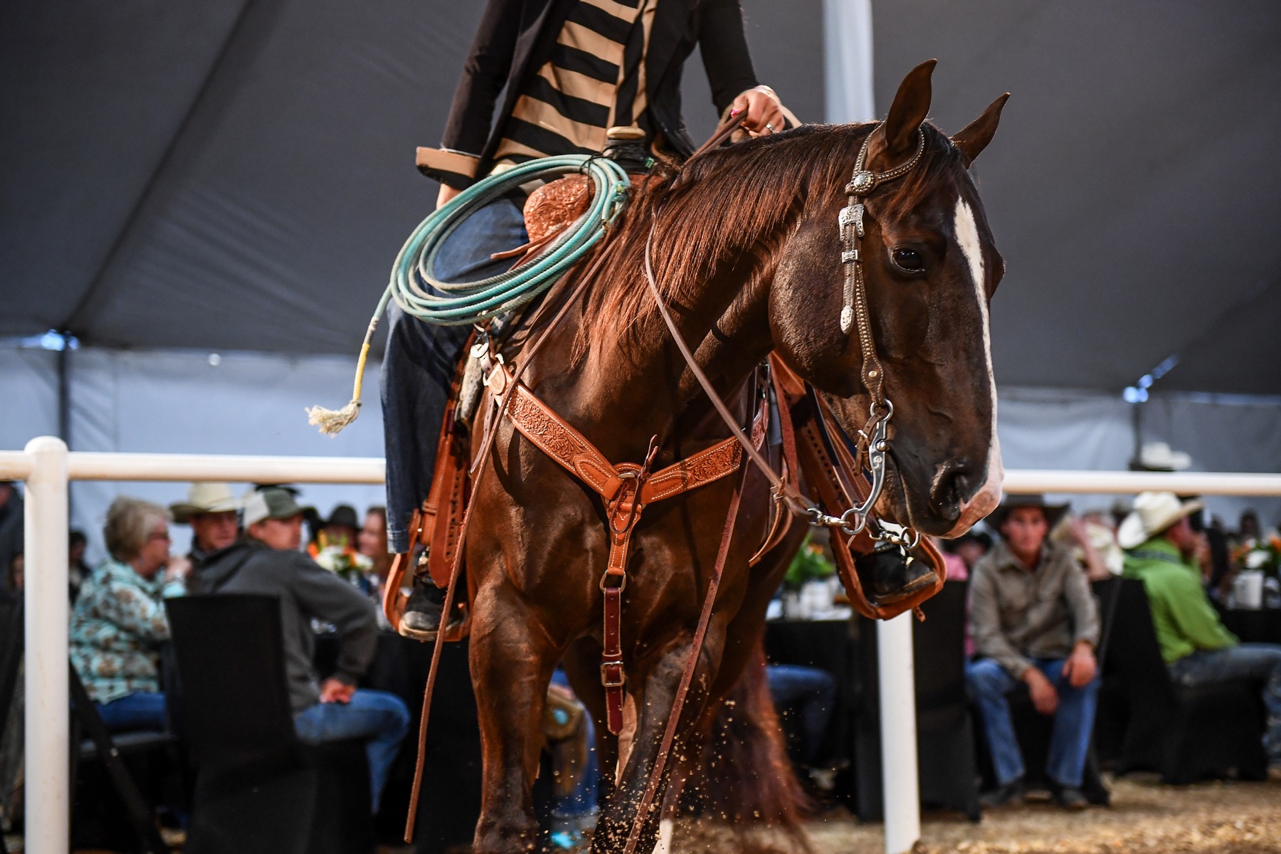 A bridled sale horse at The Horse Sale at Rancho Rio
