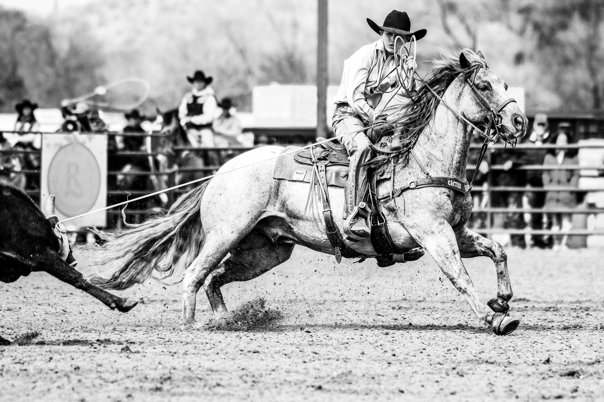 A roper catches at full speed in the sale ring at The Horse Sale at Rancho Rio