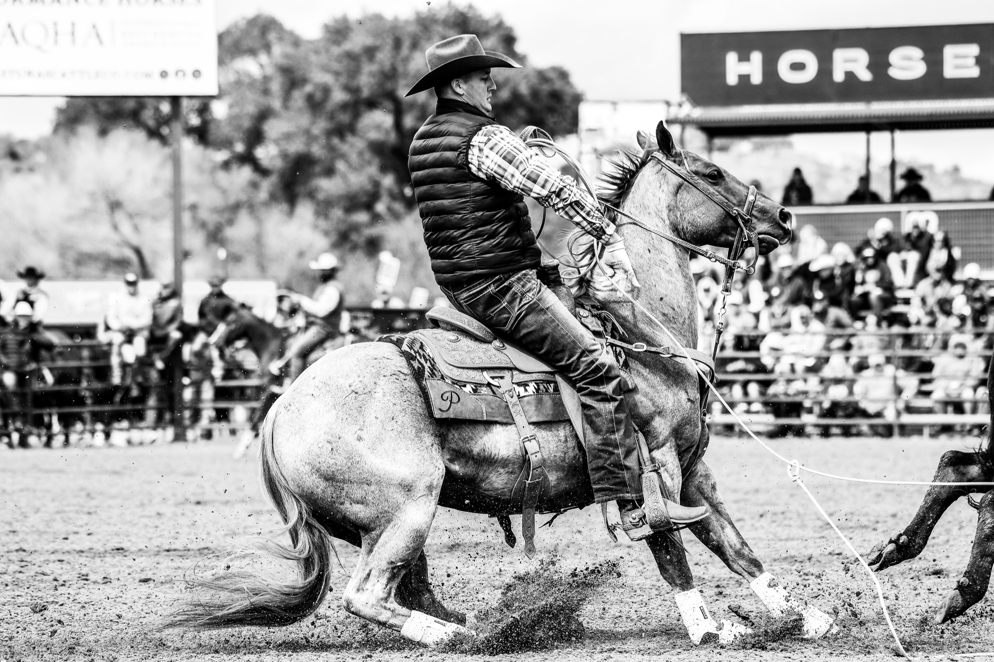 A heeler ropes in the sale ring at The Horse Sale at Rancho Rio